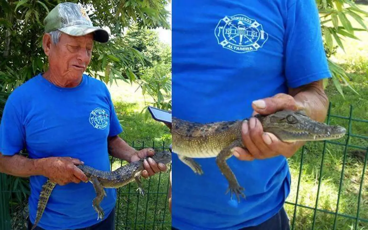 En Altamira capturan crías de cocodrilos para regalarlas de mascota a sus hijos Miguel Díaz (1)